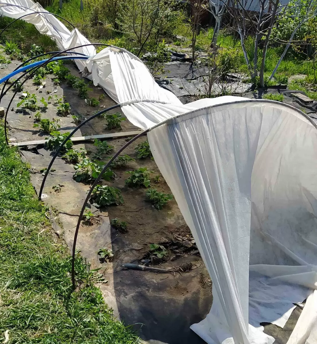 Как вырастить клубнику раньше всех: секреты раннего урожая