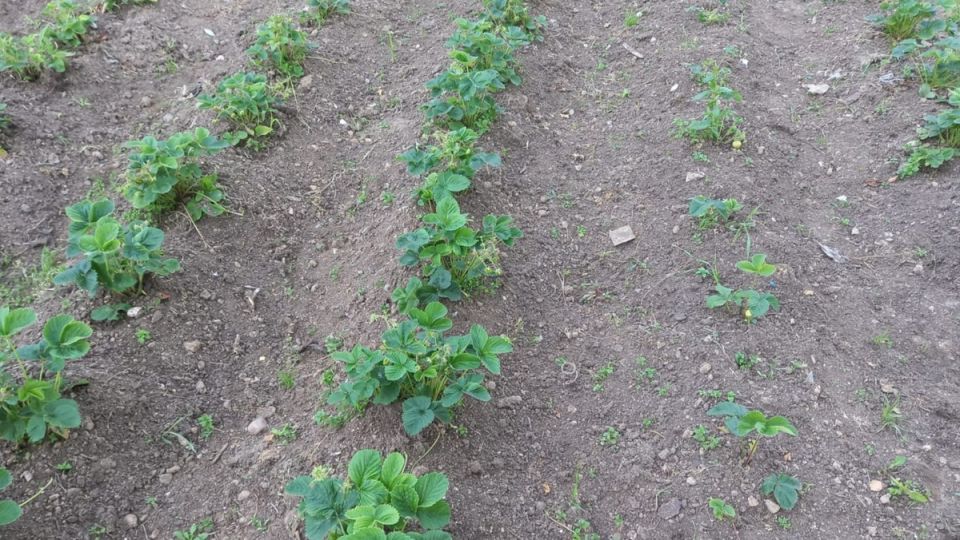 ��� ��������� ���������� �������� ������: ������, ����� ��������� ������