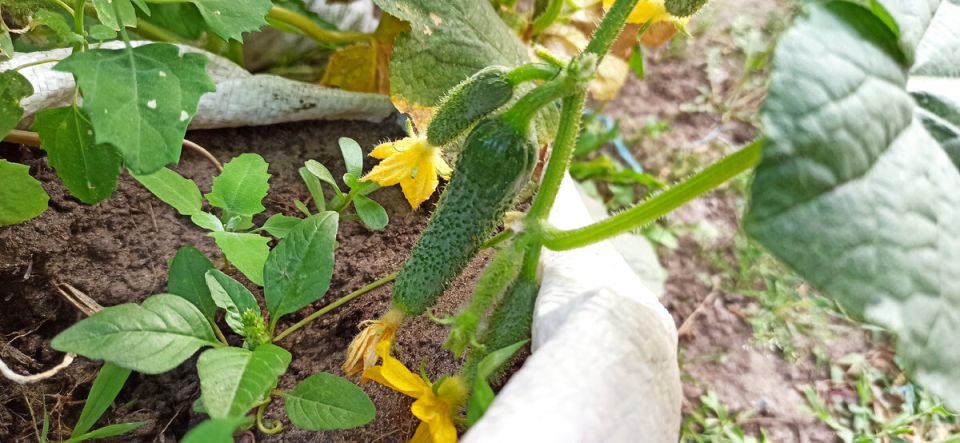 �������� ������ �������: ����������� ������ ��� ��������