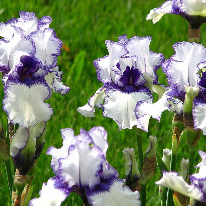 ��� ������� �������� ������: ���������� �������� � �� �������