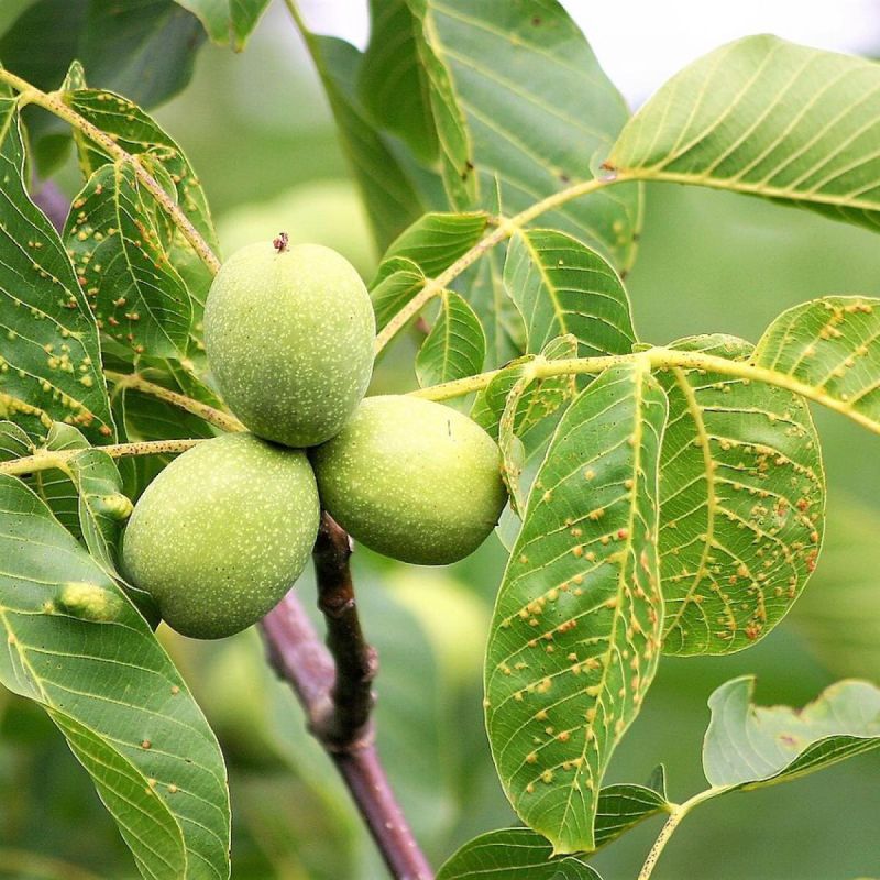 ��� �������� ������� ������ ������������ � ����������� ������ ��� ����