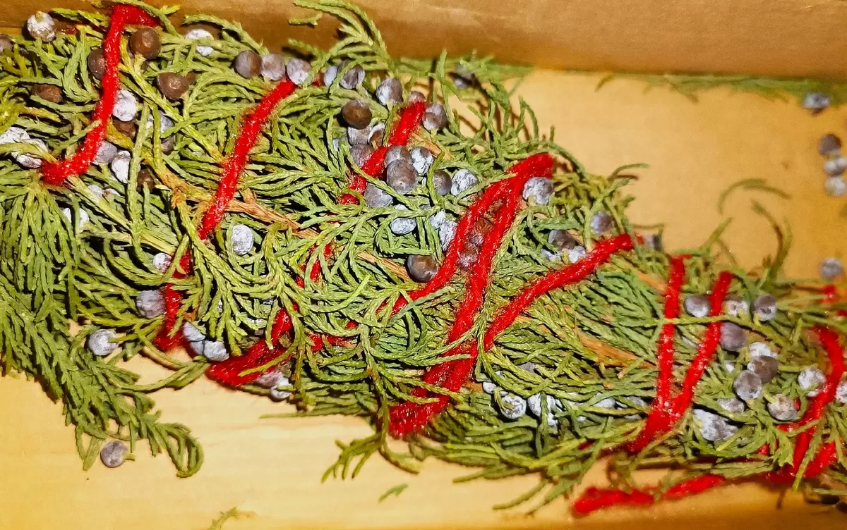 Выращивание можжевельника: от семян до домашнего ухода