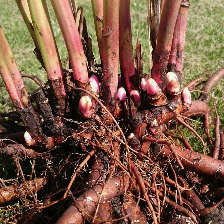 ��� ��������� ��������� ������ �� �������: ������ ������� ���������