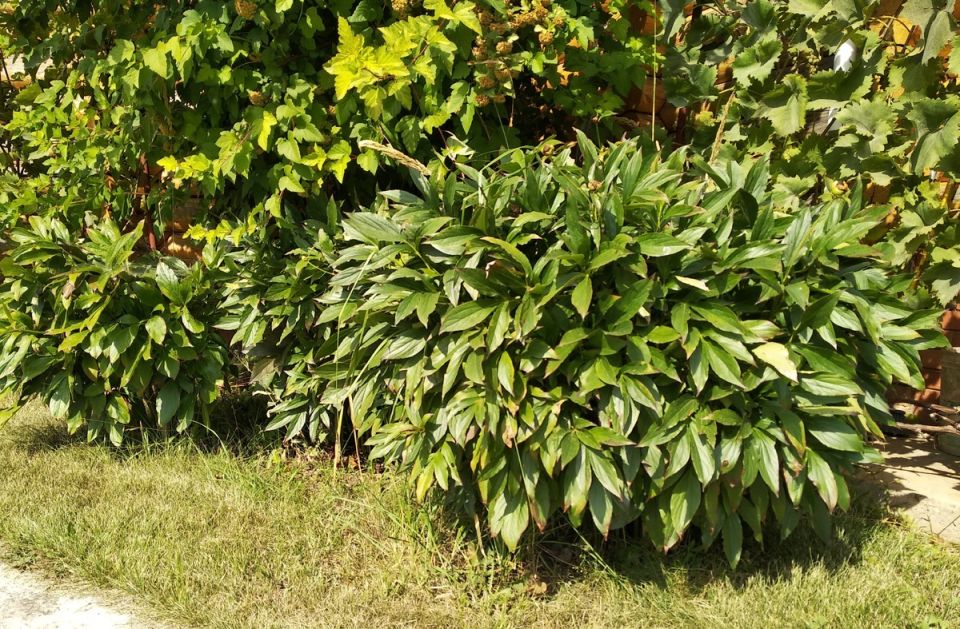 ������ �� ������: ��� ����������� ��� �������� ����� � ����