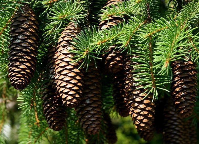 �������� �����: ����������� ��������� ������ ���� �� ������ � �������