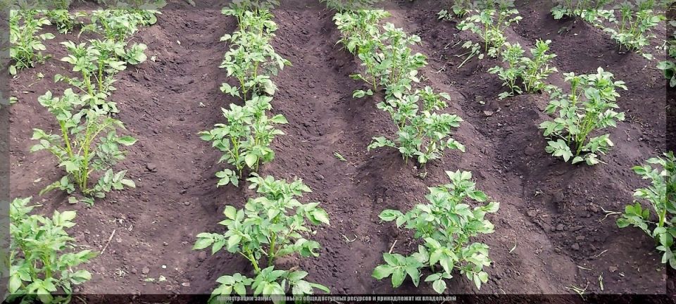 ���������� ��������: ��� ������� ��� ��������� � ����� ��� �����