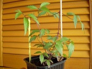 ��� ��������� ��������� � �������� ��������: ������� �������� ������� � �����