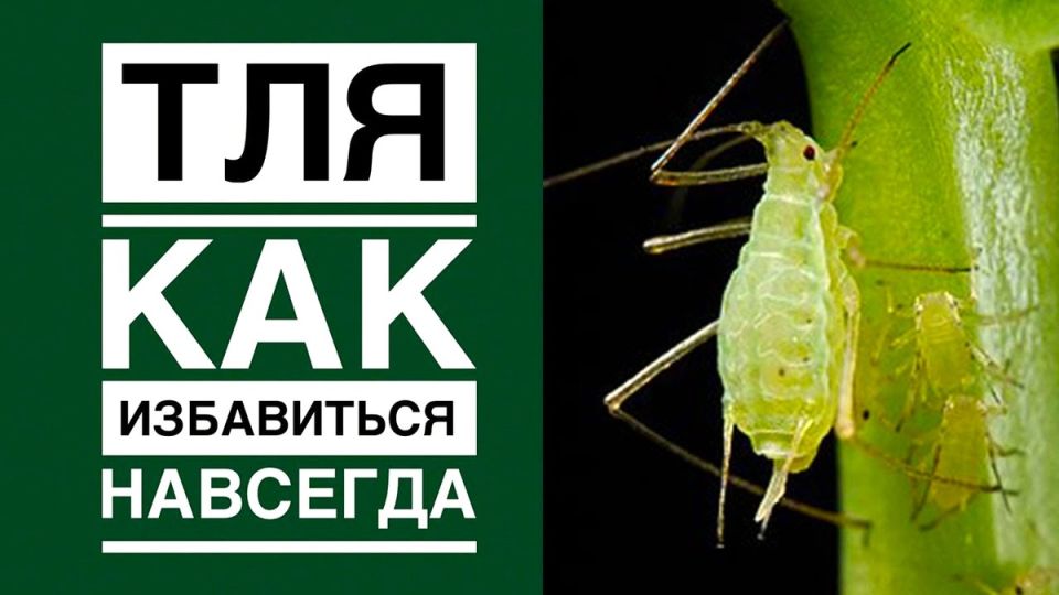 ��� ����������� ������ �������: ��� �������� ��� ������