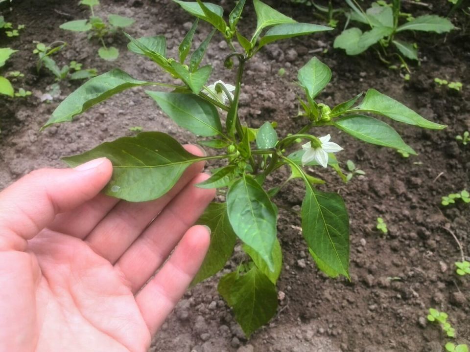 ������� �������� ������ ����� � �������: ��� ����� �����