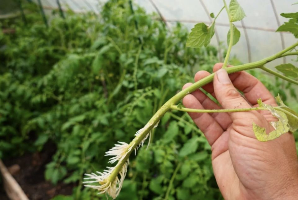 ��� ����������� ������: ����������� ������ � ����������� ����� �� ������������