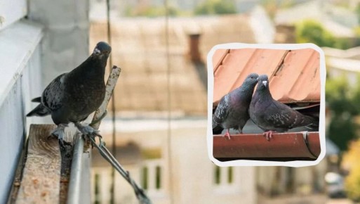 ��� ��������� �������: ������� ������ ��� ������ ������� � �����