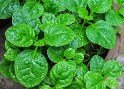 ������: ��� ������ ���� �� �������