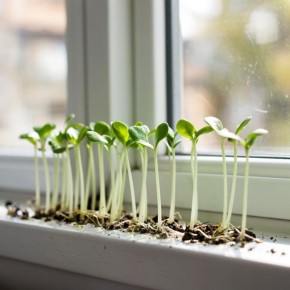 ����-������� �� ������������: ��� ������� ����� �������� � ��������� ��������