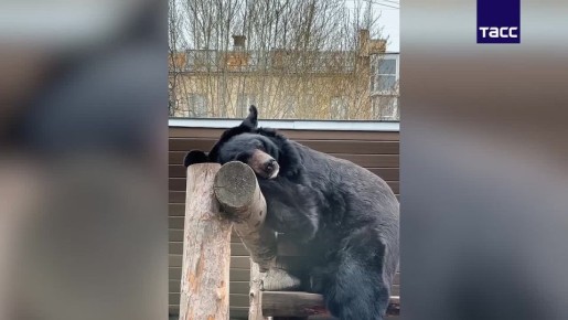 � ����� ���� �� ���������� �������� ����� ���