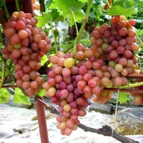 �������� �����: ���������� ������� � ��� �������