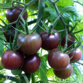 ����� ������ ������ ��� ����� ������� ��� �������� � �������