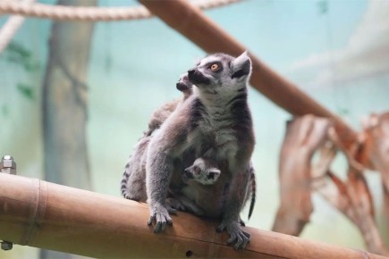 � ���������� �������� ���������� : � �������� ������� �������� ������, � � �������� ��������� ���������� ��� ������