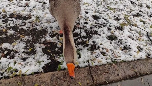 ����� �������: ������� � ������ �������� ���������