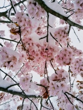 ��������, ��� ��� ��� ����������� 39�C ���������� � ����������? �� ����� �����-�� ��������