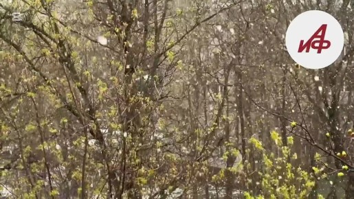 ���� �� ����� ������. � ������ ��� 87 �������