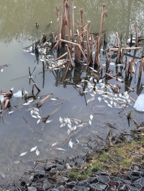 ������ ���������� ���� �������