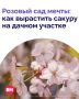 Многие уже успели насладиться цветением сакуры в Москве, сделать красивые фото с нежно-розовыми деревьями, поймать летящий лепесток и загадать желание