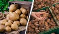 Как сохранить картошку до весны: простые секреты хранения