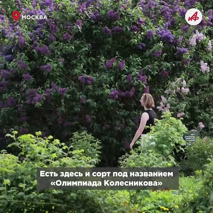 Олимпиада, Джамбул и Красавица Москвы