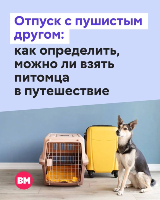 Каждый год владельцы животных задаются одними и теми же вопросами в период отпусков: стоит ли питомца брать в поездку и как путешествие скажется на нем