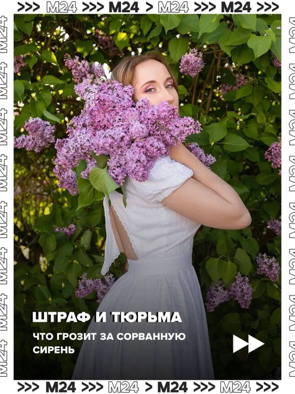 Любители бесплатных букетов рискуют получить крупные штрафы и даже отправиться в тюрьму