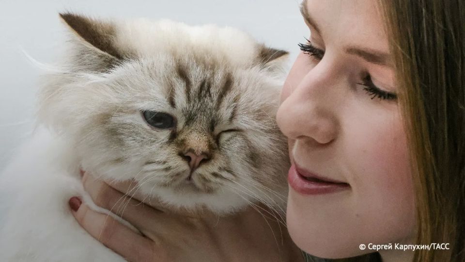 Владельцам домашних животных напомнили, что не надо брить питомцев в жару, сообщает столичный КГХ