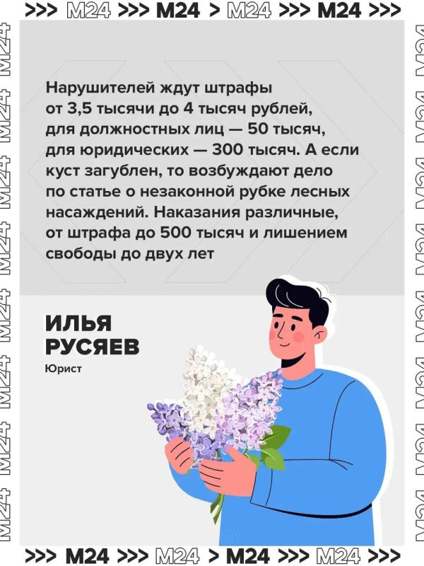 Любители бесплатных букетов рискуют получить крупные штрафы и даже отправиться в тюрьму Любители бесплатных букетов рискуют получить крупные штрафы и даже отправиться в тюрьму