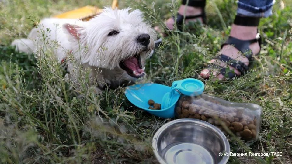 Питомцы с короткой мордой, а также пожилые животные хуже всего переносят жару