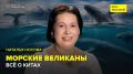 Киты: зачем им матриархат, песни и фонтан