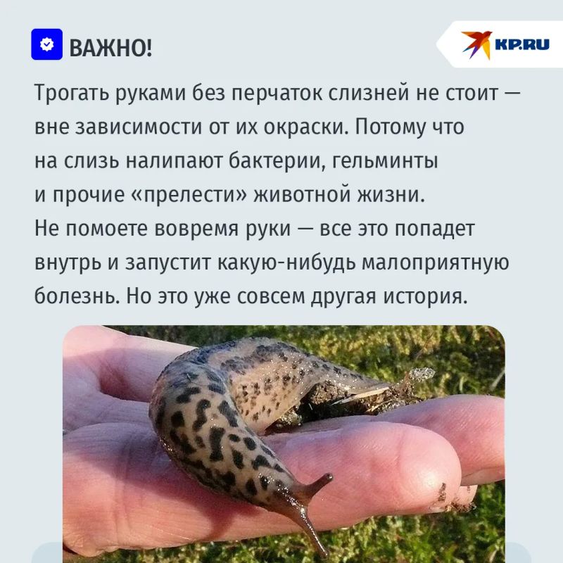 В Москве и Подмосковье в этом сезоне могут появиться гигантские леопардовые слизни В Москве и Подмосковье в этом сезоне могут появиться гигантские леопардовые слизни