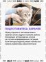 Собираетесь взять своего питомца на дачу? Не ждите дня отъезда — подготовьтесь заранее