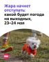 В Москве сохраняется «оранжевый» уровень погодной опасности из-за аномальной жары, но уже в выходные температура начнет снижаться