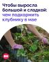 Хотите летом собирать крупную и сладкую клубнику? Тогда майский уход за грядками пропускать нельзя