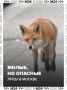 Лисы идут в Москву — и это не так мило, как кажется