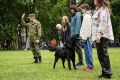 В честь Дня кинолога в столице пройдет фестиваль «Собака — друг на службе Отечеству»