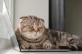 Как извиниться перед вашей кошкой: 7 секретов от ветеринара