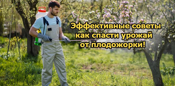 Как справиться с яблонной плодожоркой: практические советы для садоводов