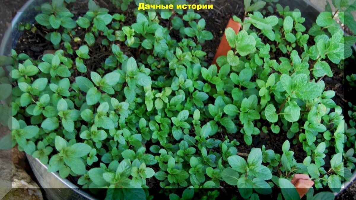 Мята как природный защитник: старинные советы для дачников