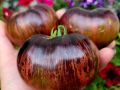 Томат Призрак Графтон: таинственный сорт с уникальным цветом и вкусом