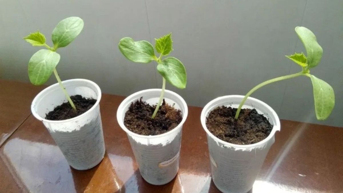 Как заглубление укрепляет огурцы и продлевает урожай