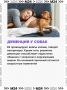 Курение вейпа рядом с собакой может довести животное до деменции