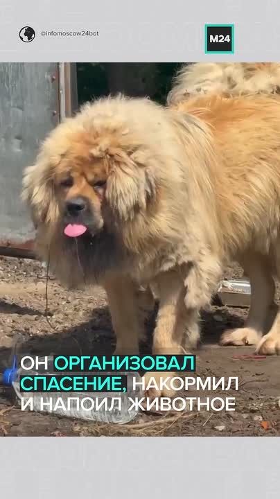 Четыре дня на цепи под палящим солнцем: брошенного тибетского мастифа нашли на севере Москвы