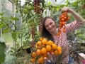 Почему томаты скручивают листья: ищем причины и решения