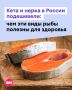 Когда вы в последний раз покупали красную рыбу? Если давно из-за цен, то самое время заглянуть в рыбный отдел