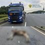 В районе 108-го километра МКАД водитель грузового автомобиля марки «Ситрак» совершил наезд на животное (лось)